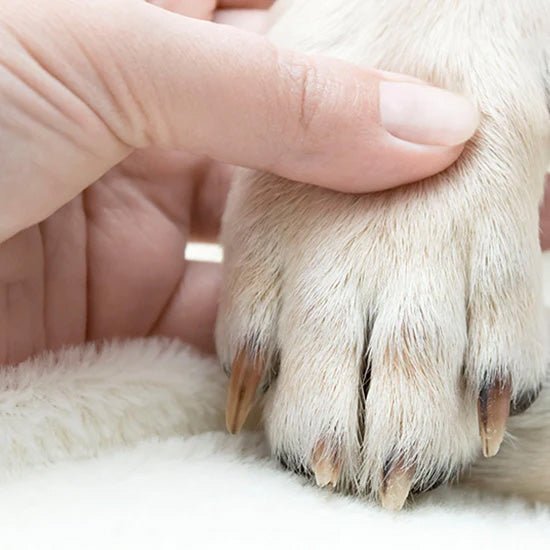 Diamancel Animals Care - Diamancel fr