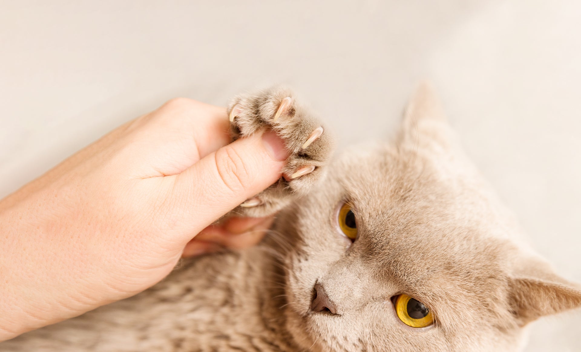 Diamancel Pet care