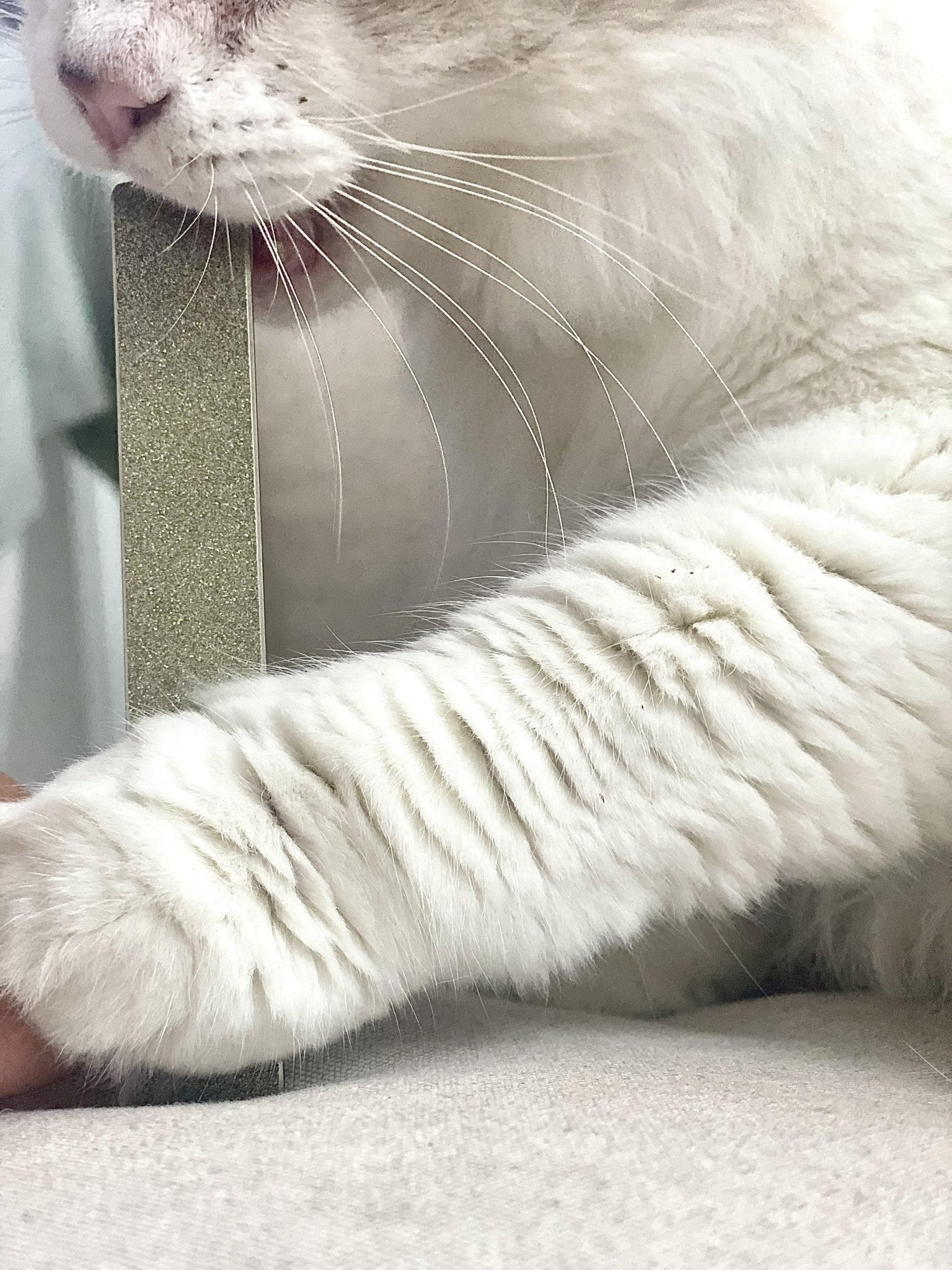 Claws file Sacha™ Premium for animals - Diamancel Europe